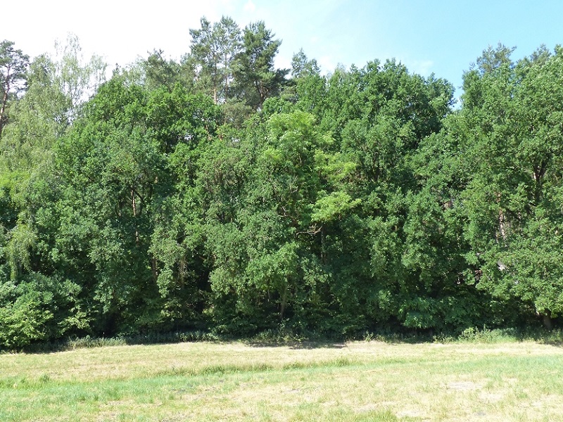 Waldfläche in Lychen in der Uckermark **im FNP tlw. als Sondergebiet Wochenendhäuser und allgemeines Wohngebiet ausgewiesen**