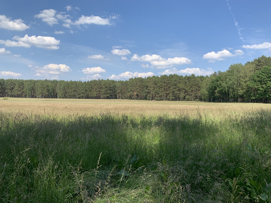 Vertragsfreie Waldfläche im Land Brandenburg ca. 5 km von der Talsperre Spremberg entfernt
