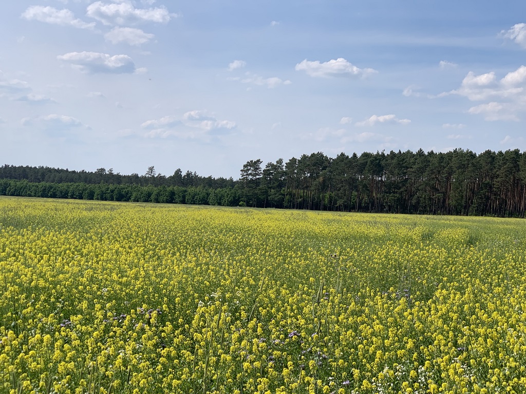 Vertragslos genutzte Grünlandfläche im Land Brandenburg ca. 5 km von der Talsperre Spremberg entfernt