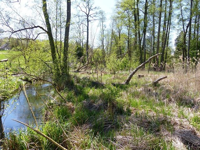 Blick auf Verkaufsfläche und Umgebung Richtung Süd - Vertragsfreie, teilweise mit Bäumen und Sträuchern bewachsene Grünfläche an der ´Stöbber´