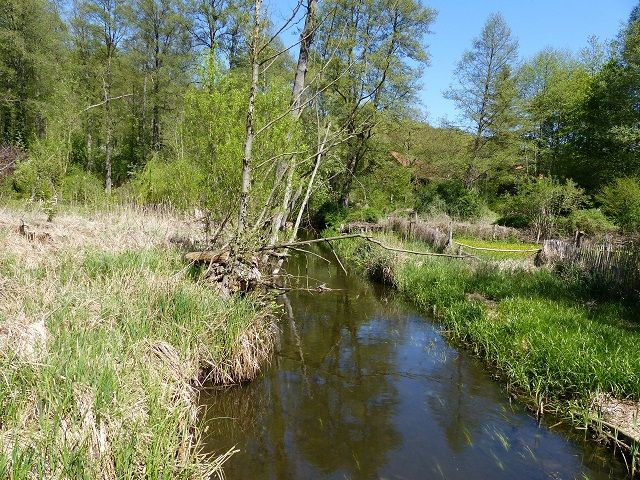 Blick auf Verkaufsfläche und Umgebung Richtung Nord - Vertragsfreie, teilweise mit Bäumen und Sträuchern bewachsene Grünfläche an der ´Stöbber´
