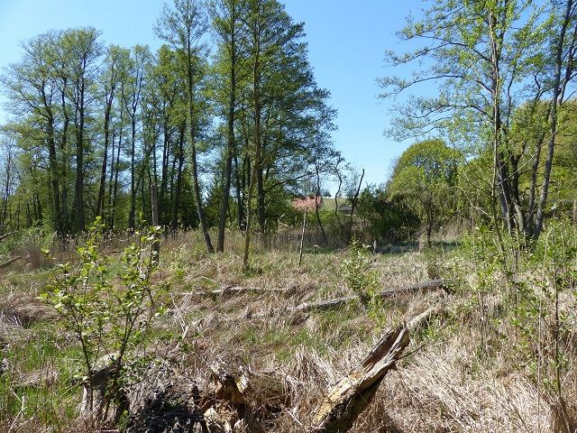 Blick auf Verkaufsfläche und Umgebung Richtung Süd - Vertragsfreie, teilweise mit Bäumen und Sträuchern bewachsene Grünfläche an der ´Stöbber´