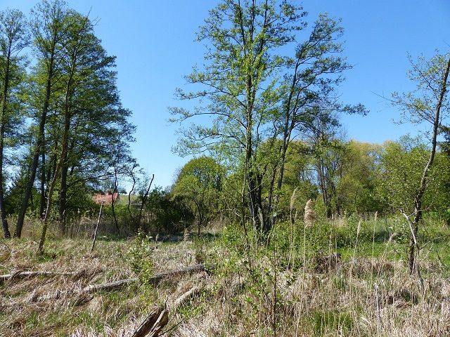 Blick von der Stöbber Richtung West - Vertragsfreie, teilweise mit Bäumen und Sträuchern bewachsene Grünfläche an der ´Stöbber´
