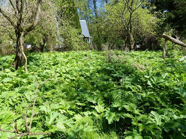 Blick auf nördlichen Grundstücksbereich und die Riesenbärenklauvegetation - Vertragsfreie, teilweise mit Bäumen und Sträuchern bewachsene Grünfläche an der ´Stöbber´