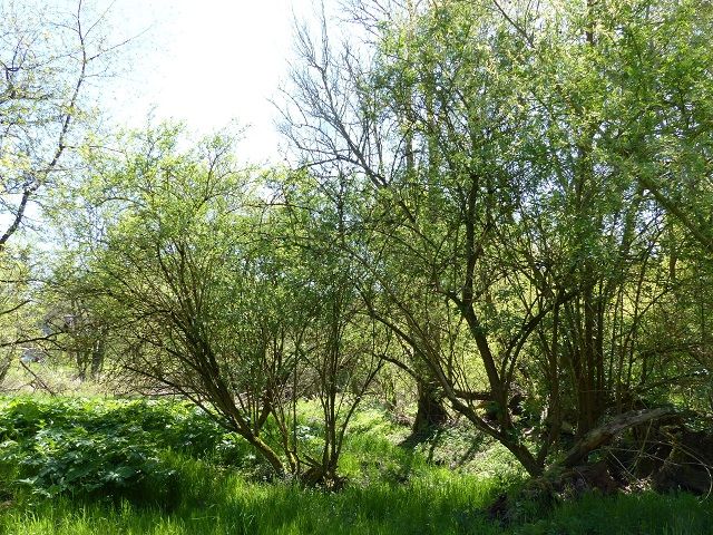 Blick auf den Bewuchs an der westlichen Grundstücksgrenze - Vertragsfreie, teilweise mit Bäumen und Sträuchern bewachsene Grünfläche an der ´Stöbber´