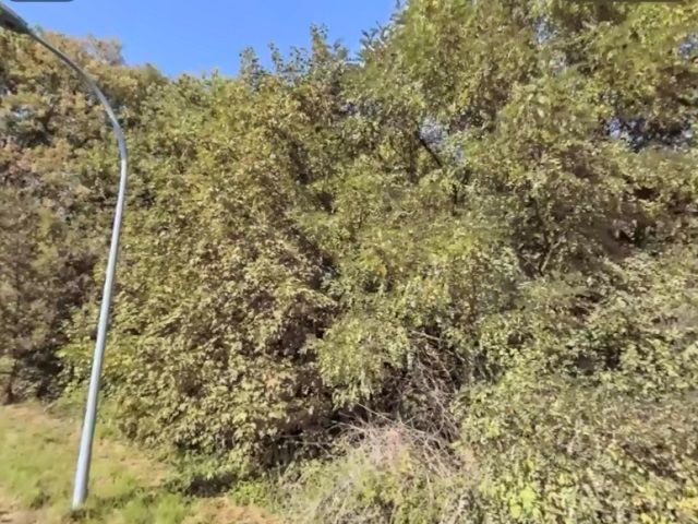 Blick in Richtung Verkaufsfläche von der Schönfelder Straße - Grundstück mit Gehölzbewuchs innerhalb eines Gewerbegebietes in Greiz