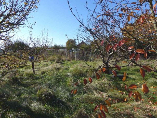 Grundstück kaufen in Zerbst/Anhalt OT Lindau Verpachteter Garten mit