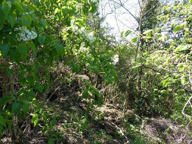 Blick auf Verkaufsfläche - Mit Bäumen bewachsene Grünfläche hinter Wohnbebauung ca. 3 Autominuten vom Strandbad Buckow am Schermützelsee entfernt