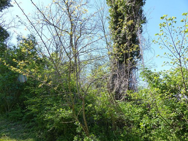 Blick auf Verkaufsfläche - Mit Bäumen bewachsene Grünfläche hinter Wohnbebauung ca. 3 Autominuten vom Strandbad Buckow am Schermützelsee entfernt