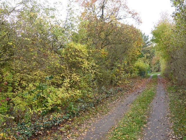Blick auf den Weg vor der Verkaufsfläche und in die Umgebung - Naturbelassenes, vertragsfreies Eckgrundstück nahe der nordwestlichen Berliner Stadtgrenze
