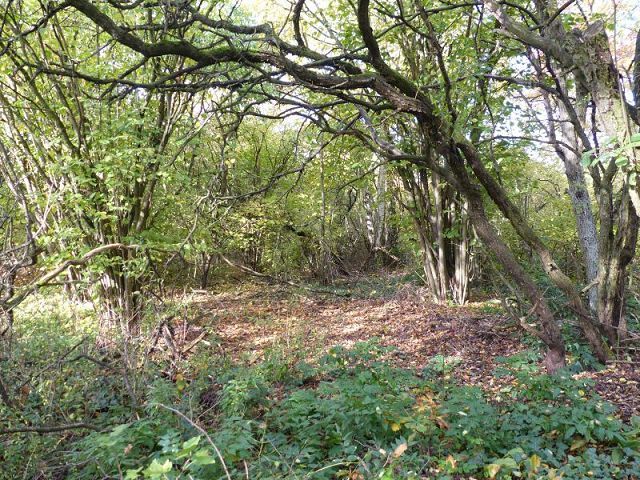 Blick auf Verkaufsfläche und Umgebung - Naturbelassenes, vertragsfreies Eckgrundstück nahe der nordwestlichen Berliner Stadtgrenze