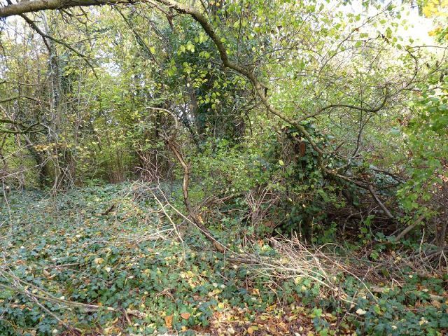 Blick auf Verkaufsfläche und Umgebung - Naturbelassenes, vertragsfreies Eckgrundstück nahe der nordwestlichen Berliner Stadtgrenze