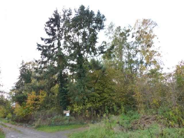 Blick auf Verkaufsfläche und Umgebung - Naturbelassenes, vertragsfreies Eckgrundstück nahe der nordwestlichen Berliner Stadtgrenze