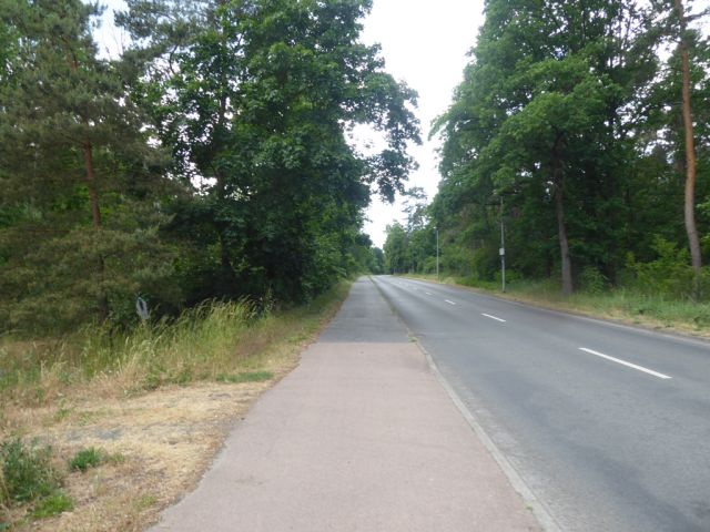 Lindenstraße - Trampelpfad in NW - Vertragsfreie Gehölzfläche am Alten Heuweggraben Reinsdorf nördlich des Stadtzentrums Lutherstadt Wittenberg
