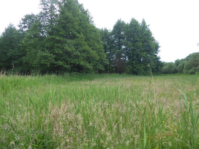 Blick auf das Verkaufsobjekt und die Umgebung - Vertragsfreie Gehölzfläche am Alten Heuweggraben Reinsdorf nördlich des Stadtzentrums Lutherstadt Wittenberg