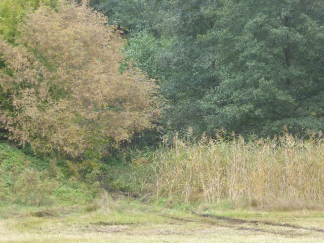 Blick auf das Verkaufsobjekt und die Umgebung - Vertragsfreie Gehölzfläche am Alten Heuweggraben Reinsdorf nördlich des Stadtzentrums Lutherstadt Wittenberg