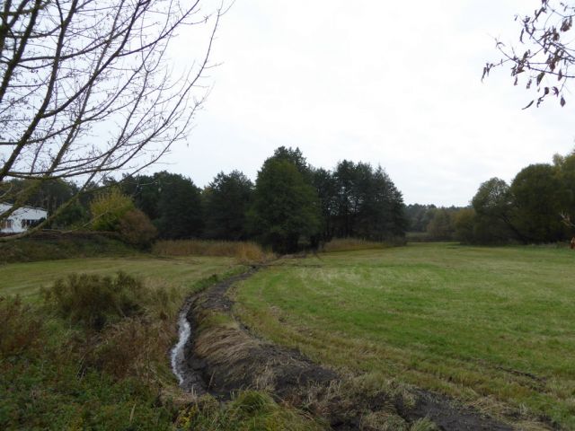 Blick auf die Verkaufsfläche und die Umgebung - Vertragsfreie Gehölzfläche am Alten Heuweggraben Reinsdorf nördlich des Stadtzentrums Lutherstadt Wittenberg