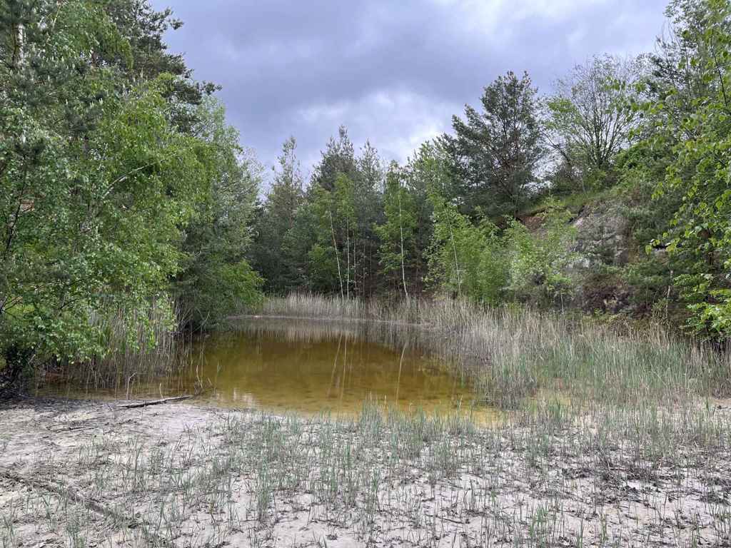Grundstück kaufen in Thale OT Weddersleben 1,4 ha Waldgrundstück mit