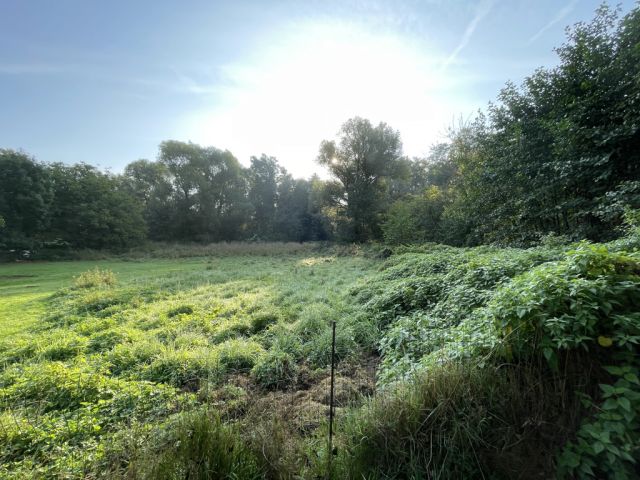 Blick auf Verkaufsfläche - Über 9.500 m² Grünfläche teilweise mit Baum-/Strauchbewuchs neben Wohngrundstücken - Lage teilweise im Innenbereich