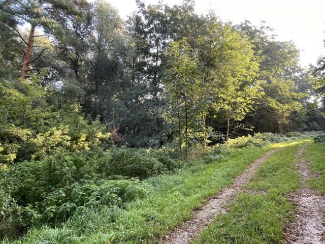 Blick auf Verkaufsfläche und Umgebung - Über 9.500 m² Grünfläche teilweise mit Baum-/Strauchbewuchs neben Wohngrundstücken - Lage teilweise im Innenbereich