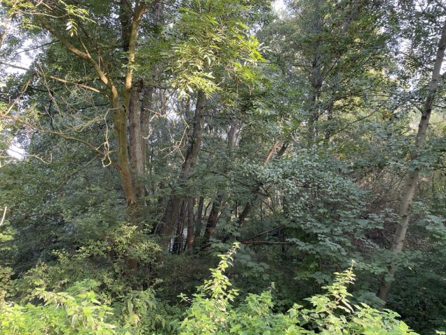 Blick auf Verkaufsfläche - Über 9.500 m² Grünfläche teilweise mit Baum-/Strauchbewuchs neben Wohngrundstücken - Lage teilweise im Innenbereich