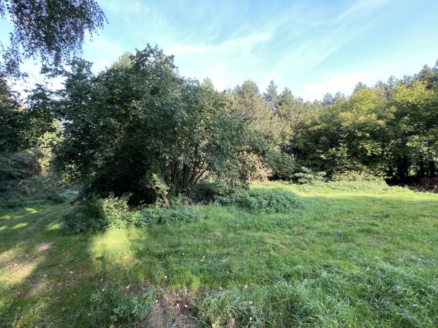 Blick auf Verkaufsfläche und Umgebung - Über 9.500 m² Grünfläche teilweise mit Baum-/Strauchbewuchs neben Wohngrundstücken - Lage teilweise im Innenbereich