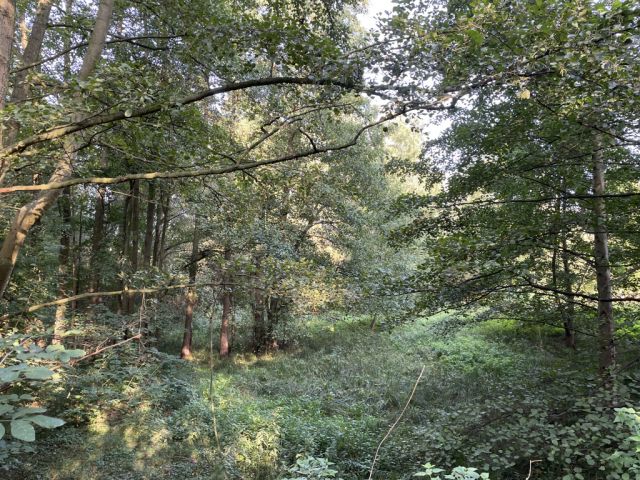 Blick auf Verkaufsfläche - Über 9.500 m² Grünfläche teilweise mit Baum-/Strauchbewuchs neben Wohngrundstücken - Lage teilweise im Innenbereich
