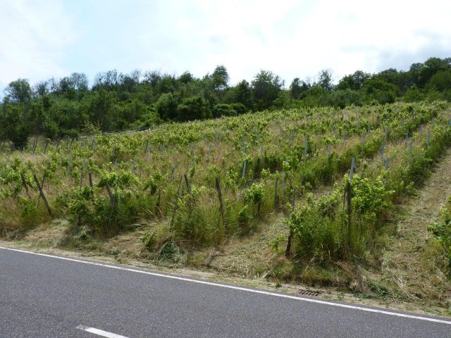Blick auf den Verkaufsgegenstand - Weinberg in Eigenbewirtschaftung im Moseltal gegenüber dem Bremmer Calmont *sofortige Nutzung möglich*