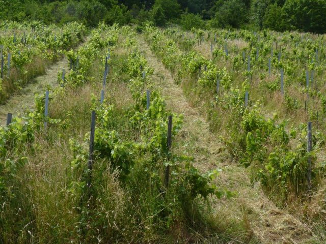 Verkaufsgegenstand - Weinberg in Eigenbewirtschaftung im Moseltal gegenüber dem Bremmer Calmont *sofortige Nutzung möglich*