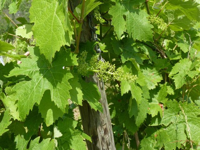Verkaufsgegenstand - Weinberg in Eigenbewirtschaftung im Moseltal gegenüber dem Bremmer Calmont *sofortige Nutzung möglich*