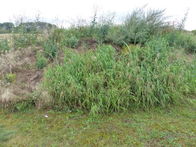 Blick auf das Verkaufsobjekt - Vertragsfreie Grünfläche im Norden Pritzwalks **zwischen Berlin und Hamburg**