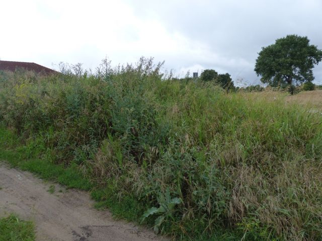 Blick auf die Verkaufsfläche und die Umgebung - Vertragsfreie Grünfläche im Norden Pritzwalks **zwischen Berlin und Hamburg**