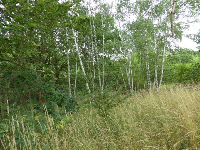 Blick auf das Verkaufsobjekt und die Umgebung - Vertragsfreie mit Bäumen und Wildwuchs bewachsene Fläche im nordwestlichen ´Berliner Speckgürtel´
