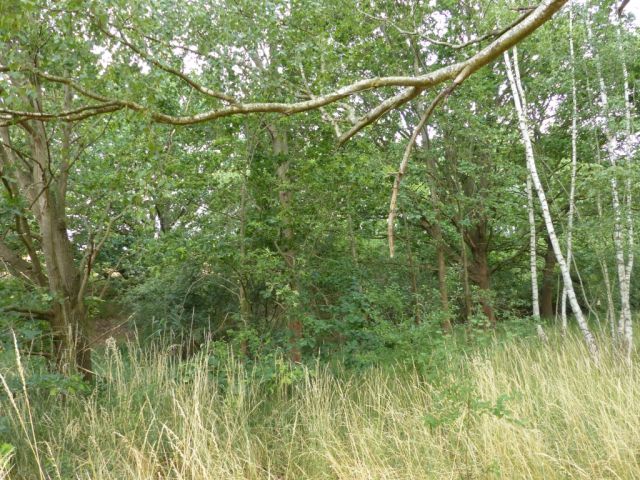 Blick auf das Verkaufsobjekt und die Umgebung - Vertragsfreie mit Bäumen und Wildwuchs bewachsene Fläche im nordwestlichen ´Berliner Speckgürtel´