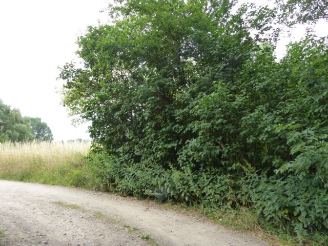 Blick auf das Verkaufsobjekt und die Umgebung - vom 