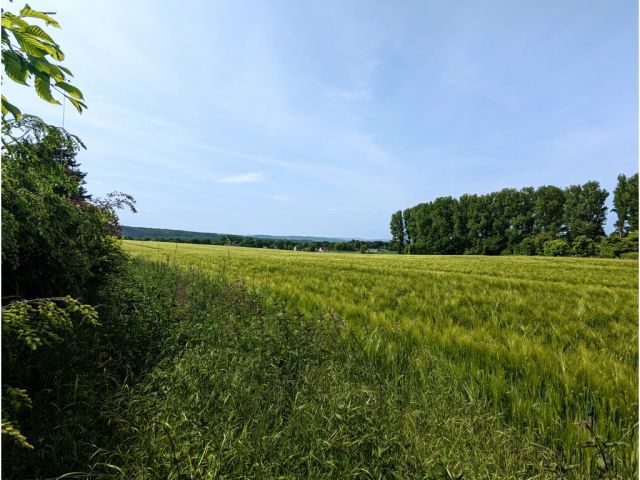 Blick auf angrenzende Landwirtschaftsfläche - Drei Freiflächen in einem Wohngebiet im östlichen Ruhrgebiet