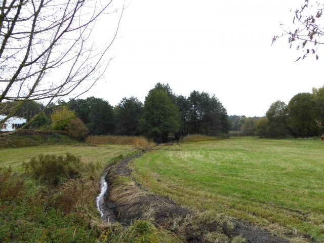 Blick Richtung Verkaufsfläche und auf die Umgebung - Gehölz- & Grünlandfläche am ´Alten Heuweggraben Reinsdorf´ und schmaler Gehölzstreifen nördlich von Lutherstadt Wittenberg