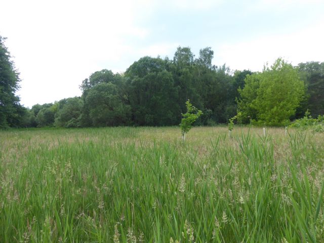 Blick Richtung Verkaufsfläche und auf die Umgebung - Gehölz- & Grünlandfläche am ´Alten Heuweggraben Reinsdorf´ und schmaler Gehölzstreifen nördlich von Lutherstadt Wittenberg