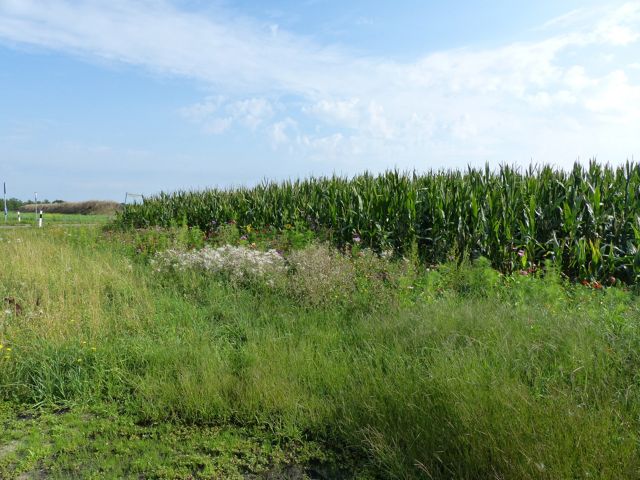 Blick auf das Flurstück 83/14 mit Umgebung - 2 vertragslos genutzte Landwirtschaftsflächen nördlich von Leipzig