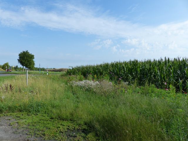 Blick auf das Flurstück 83/14 mit Umgebung - 2 vertragslos genutzte Landwirtschaftsflächen nördlich von Leipzig