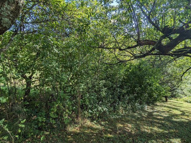 Blick auf Verkaufsgrundstück nördlicher Teil - Vertragsfreie Freifläche mit Baum- und Buschbewuchs - ehemaliger Kleingarten