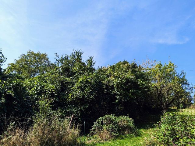Blick auf Verkaufsfläche - Vertragsfreie Freifläche mit Baum- und Buschbewuchs - ehemaliger Kleingarten