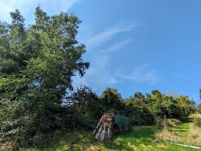 Blick auf Verkaufsfläche und Umgebung - Vertragsfreie Freifläche mit Baum- und Buschbewuchs - ehemaliger Kleingarten