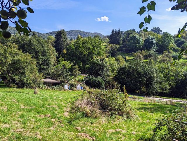 Blick vom Verkaufsgrundstück auf die Umgebung - Vertragsfreie Freifläche mit Baum- und Buschbewuchs - ehemaliger Kleingarten