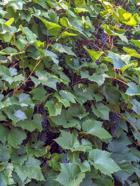 Weinreben auf dem Grundstück - Vertragsfreie Freifläche mit Baum- und Buschbewuchs - ehemaliger Kleingarten
