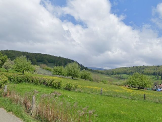 Blick in die Umgebung - Vertragslos genutzter Weinberg im Landkreis Lörrach am Fuße des Schwarzwaldes