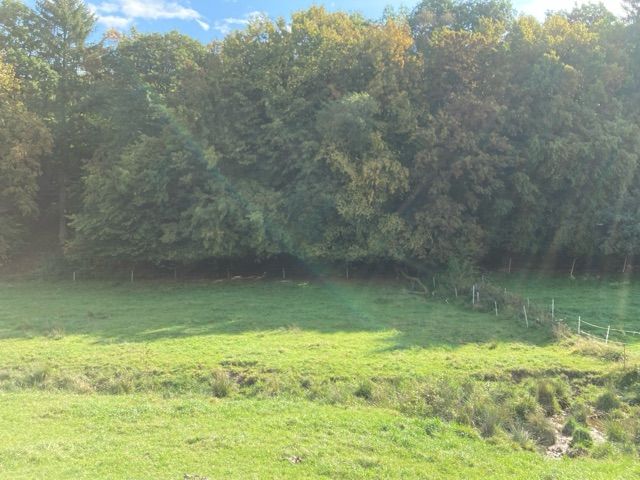 Blick auf Flurstück 216/56 und Umgebung - 4 Grünlandflächen teilweise mit Gehölzbewuchs