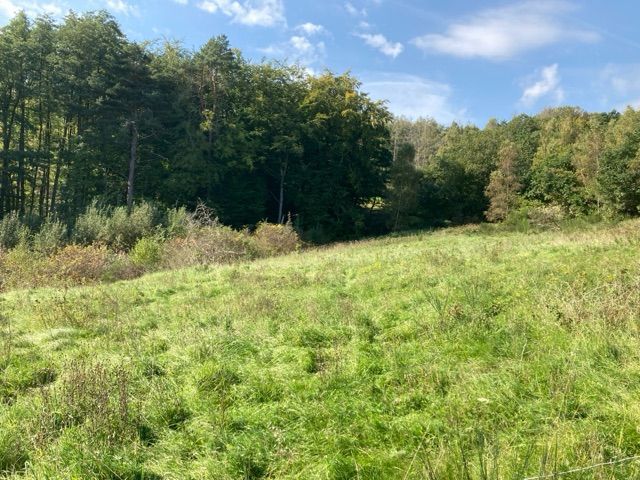 Blick auf Flurstück 50 und Umgebung - 4 Grünlandflächen teilweise mit Gehölzbewuchs