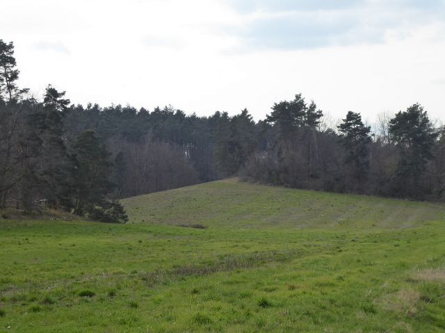 Blick Richtung Flurstück 60 und auf die Umgebung - Insgesamt über 3,2 ha Holzungs-/Waldflächen in Quedlinburg 