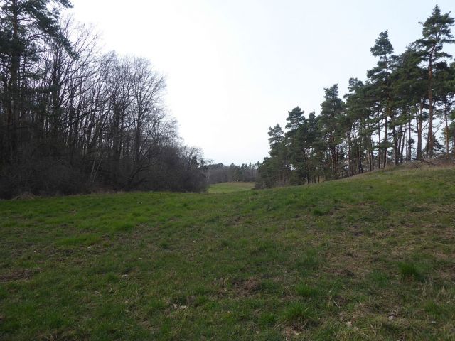 Blick auf die Lichtung und Umgebung vor Flurstück 58 - Insgesamt über 3,2 ha Holzungs-/Waldflächen in Quedlinburg 